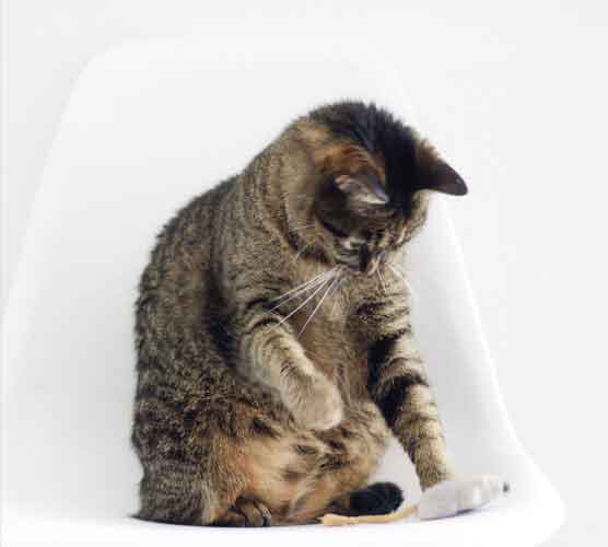 网页DDOS攻击平台